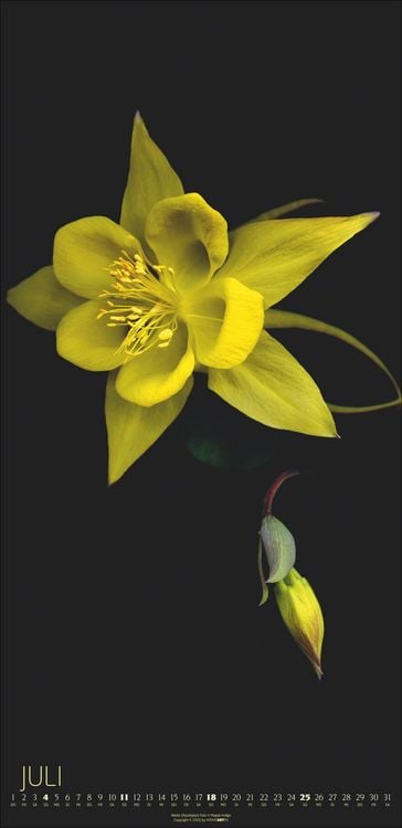 Produktbild: Die Magie der Blumen Kalender 2027