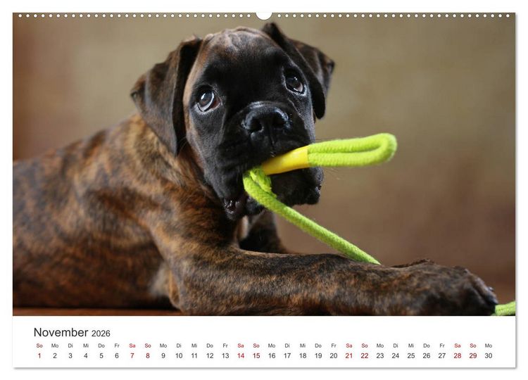 Produktbild: Welpenblicke (hochwertiger Premium Wandkalender 2026 DIN A2 quer), Kunstdruck in Hochglanz