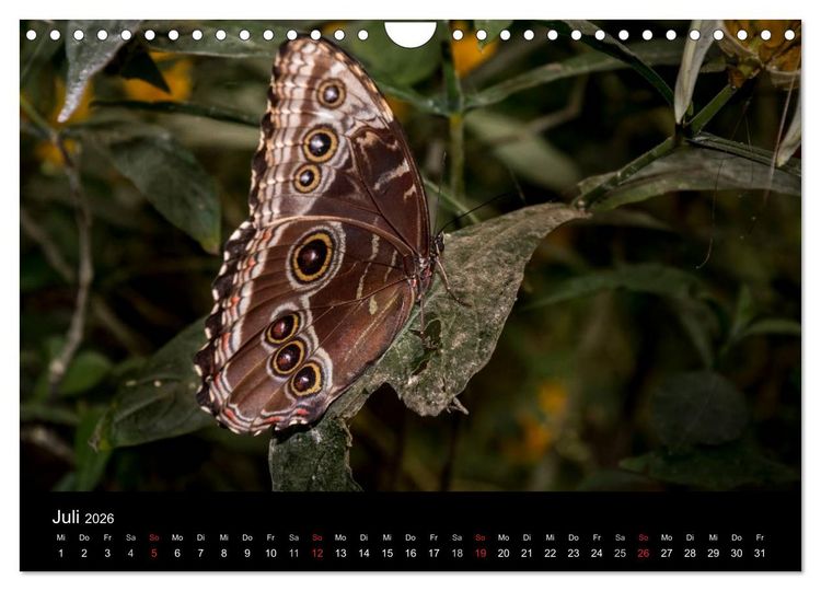 Produktbild: Costa Rica. Faszinierende Tierwelt (Wandkalender 2026 DIN A4 quer), CALVENDO Monatskalender