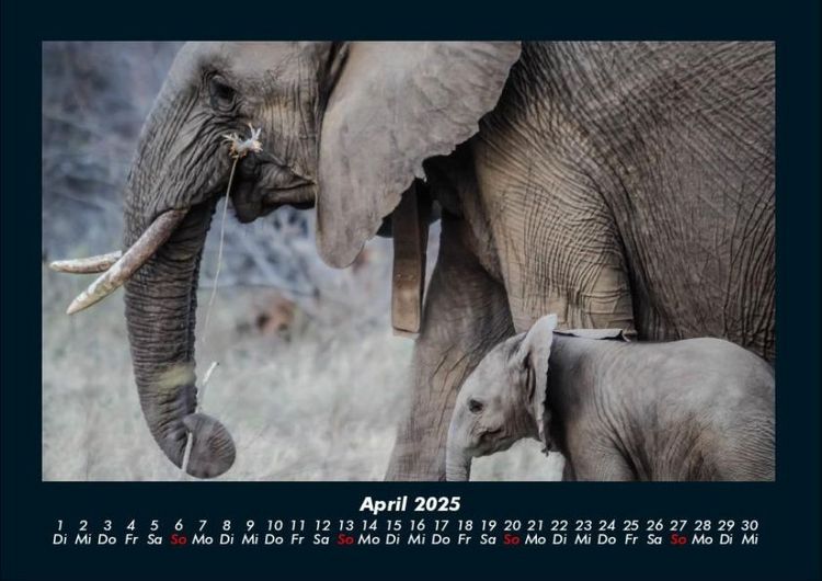 Produktbild: Elefanten - Die sanften Riesen Afrikas 2025 Fotokalender DIN A4