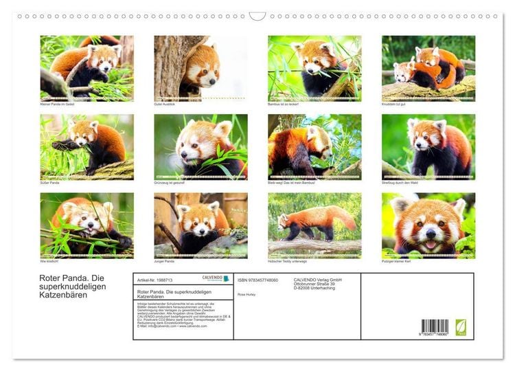 Produktbild: Roter Panda. Die superknuddeligen Katzenb&auml;ren (Wandkalender 2026 DIN A2 quer), CALVENDO Monatskalender