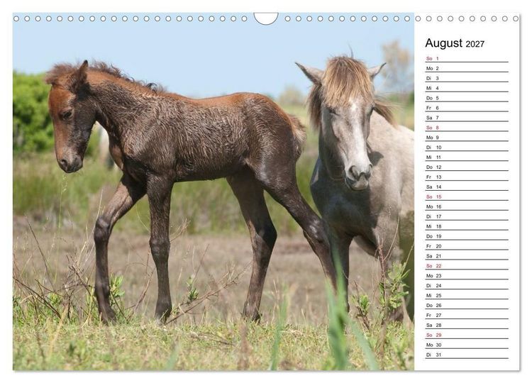 Produktbild: Pferde der Camargue &ndash; Schimmel im Rh&ocirc;nedelta (Wandkalender 2027 DIN A3 quer), CALVENDO Monatskalender