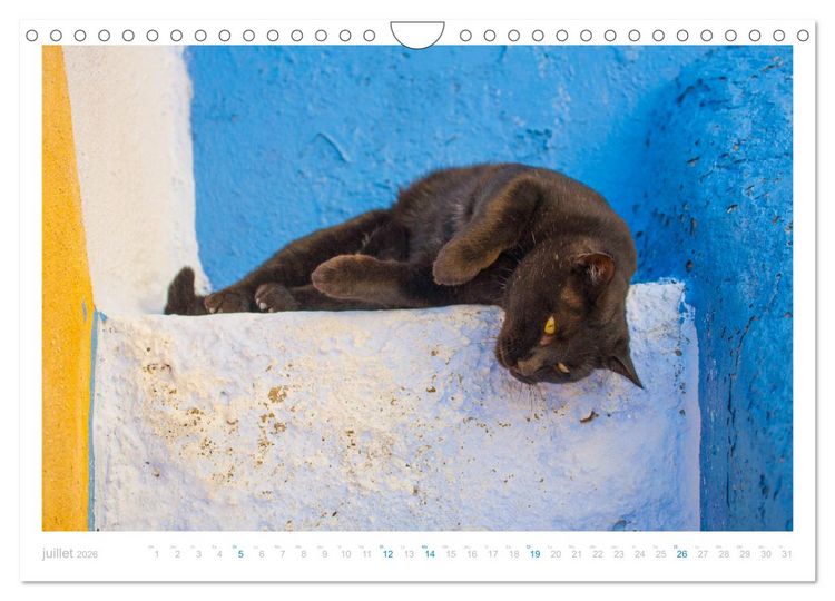 Produktbild: Chats des &icirc;les (Calendrier mural 2026 DIN A4 vertical), CALVENDO calendrier mensuel
