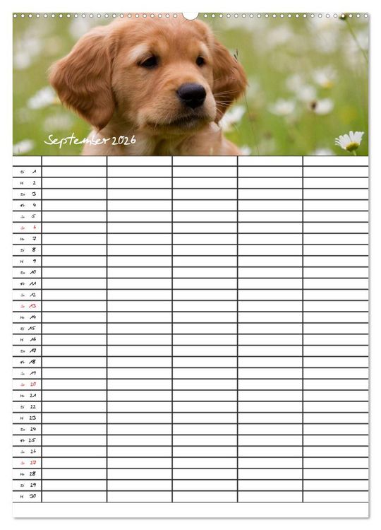 Produktbild: Familienplaner: Golden Retriever Welpen (Wandkalender 2026 DIN A2 hoch), CALVENDO Monatskalender