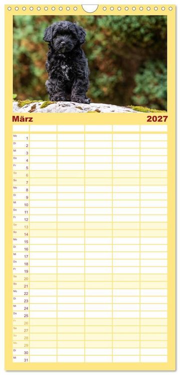 Produktbild: Familienplaner 2027 - Maltipoo Welpen mit 5 Spalten (Wandkalender, 21 x 45 cm) CALVENDO