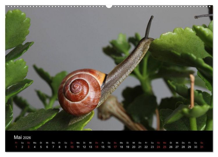 Produktbild: Lautlose Begleiter - Schnecken (hochwertiger Premium Wandkalender 2026 DIN A2 quer), Kunstdruck in Hochglanz