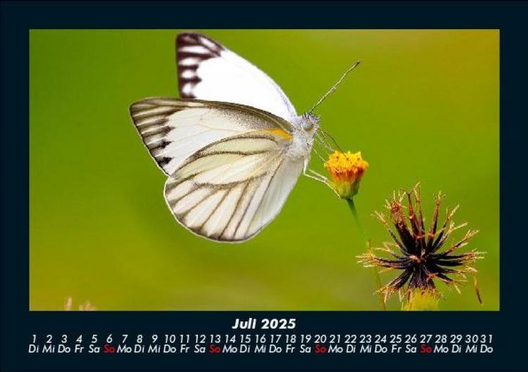 Produktbild: Bunte Pracht der Schmetterlinge 2025 Fotokalender DIN A5