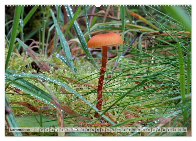 Produktbild: Waldpilz-Impressionen (Wandkalender 2026 DIN A2 quer), CALVENDO Monatskalender