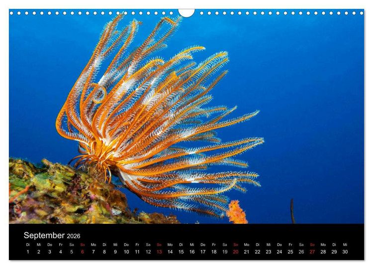Produktbild: Faszinierendes Leben unter Wasser (Wandkalender 2026 DIN A3 quer), CALVENDO Monatskalender