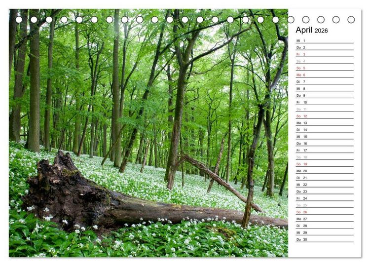 Produktbild: DER STEIGERWALD - Impressionen einer Landschaft (Tischkalender 2026 DIN A5 quer), CALVENDO Monatskalender