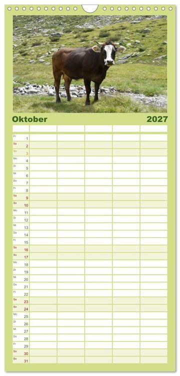 Produktbild: Familienplaner 2027 - K&uuml;he mit H&ouml;rnern mit 5 Spalten (Wandkalender, 21 x 45 cm) CALVENDO