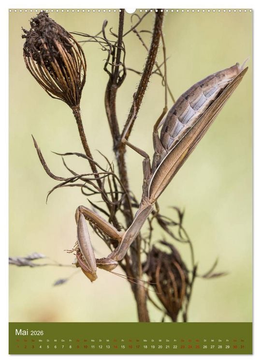 Produktbild: Die Gottesanbeterin. R&auml;uber der Insektenwelt. (hochwertiger Premium Wandkalender 2026 DIN A2 hoch), Kunstdruck in Hochglanz