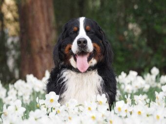 Produktbild: CALVENDO Puzzle Ein Motiv aus dem Kalender WAUZEBAER den Berner Sennenhund | 1000 Teile Lege-Gr&ouml;&szlig;e 64x48cm Foto-Puzzle f&uuml;r gl&uuml;ckliche Stunden