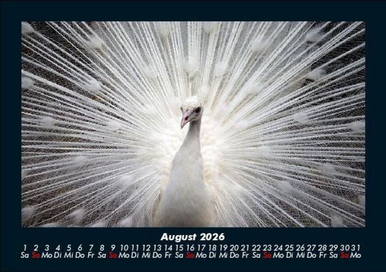 Produktbild: V&ouml;gel 2026 Fotokalender DIN A5