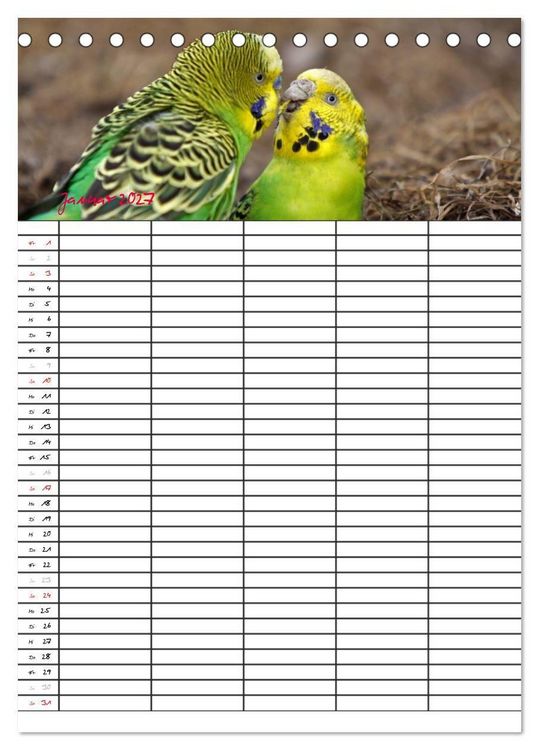 Produktbild: Wellensittiche (Tischkalender 2027 DIN A5 hoch), CALVENDO Monatskalender