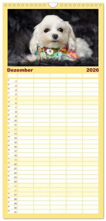 Produktbild: Familienplaner 2026 - Maltipoo - Malteser -Pudel mit 5 Spalten (Wandkalender, 21 x 45 cm) CALVENDO