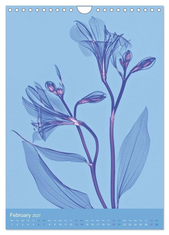 Produktbild: Blossoms between light and colour (Wall Calendar 2027 DIN A4 portrait), CALVENDO 12 Month Wall Calendar