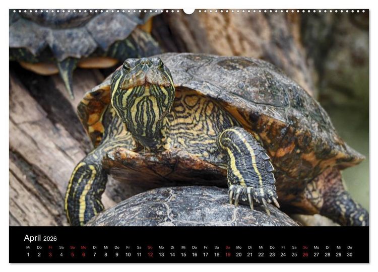 Produktbild: Wasserschildkr&ouml;ten (Wandkalender 2026 DIN A2 quer), CALVENDO Monatskalender