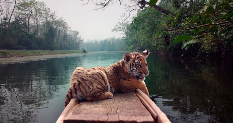 Produktbild: Die Legende vom Tigernest
