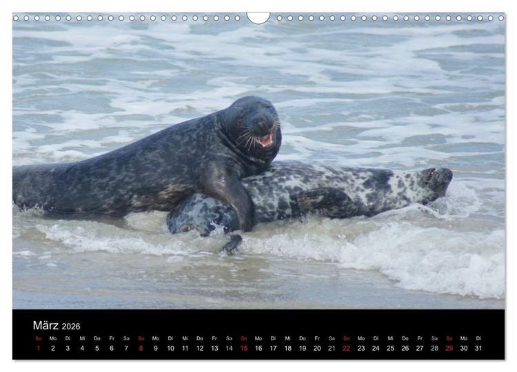 Produktbild: Verspielte Robben (Wandkalender 2026 DIN A3 quer), CALVENDO Monatskalender