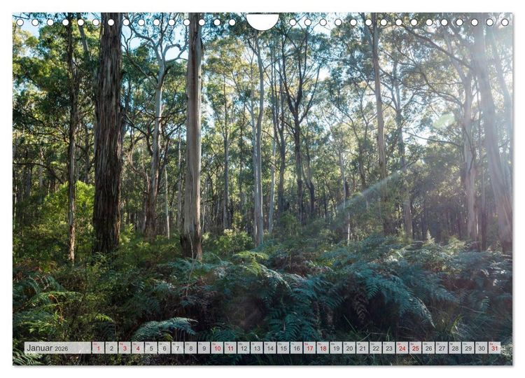 Produktbild: W&auml;lder der Welt (Wandkalender 2026 DIN A4 quer), CALVENDO Monatskalender