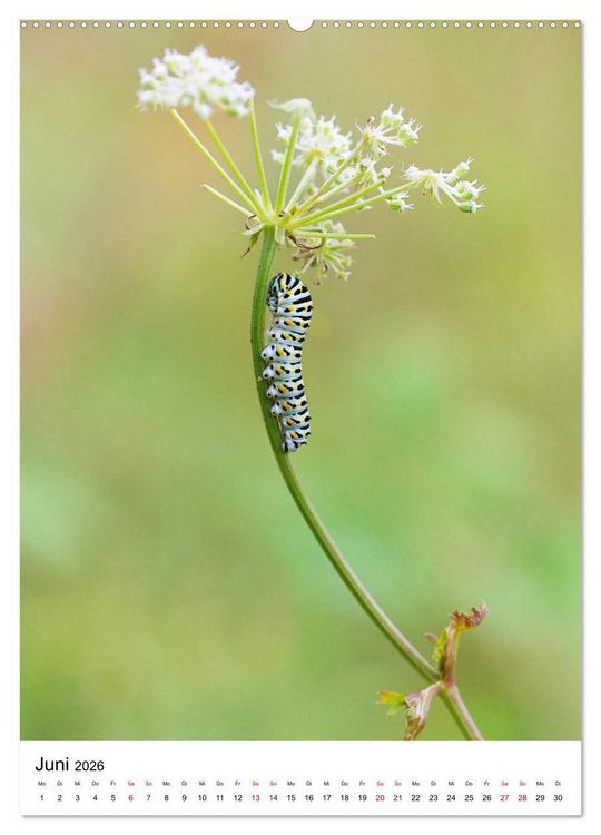Produktbild: Insekten,Sch&ouml;nheiten der Natur (Wandkalender 2026 DIN A2 hoch), CALVENDO Monatskalender