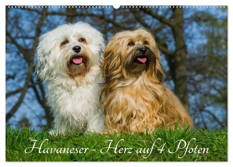 Produktbild: Havaneser - Herz auf 4 Pfoten (Wandkalender 2026 DIN A2 quer), CALVENDO Monatskalender