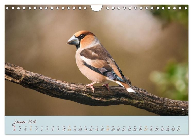 Produktbild: Sch&ouml;nheiten des Waldes (Wandkalender 2026 DIN A4 quer), CALVENDO Monatskalender