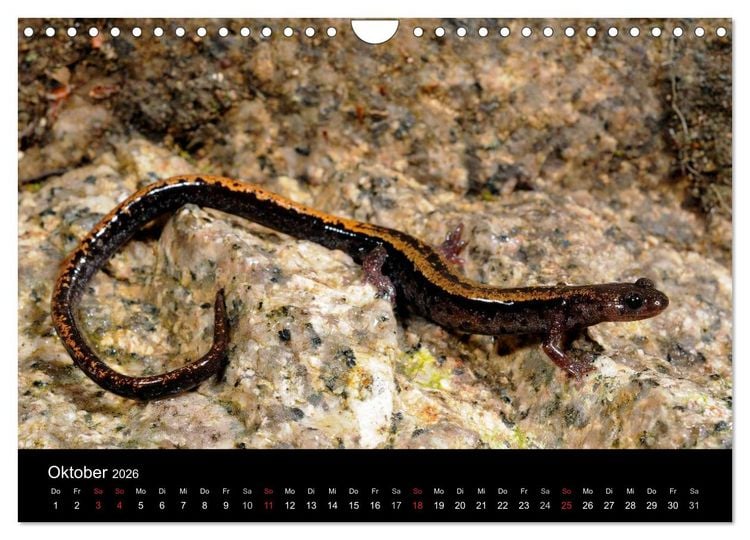 Produktbild: Salamander und Molche (Wandkalender 2026 DIN A4 quer), CALVENDO Monatskalender