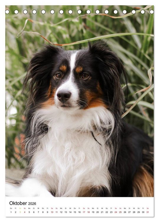 Produktbild: Australian Shepherd - Beste Freunde (Tischkalender 2026 DIN A5 hoch), CALVENDO Monatskalender