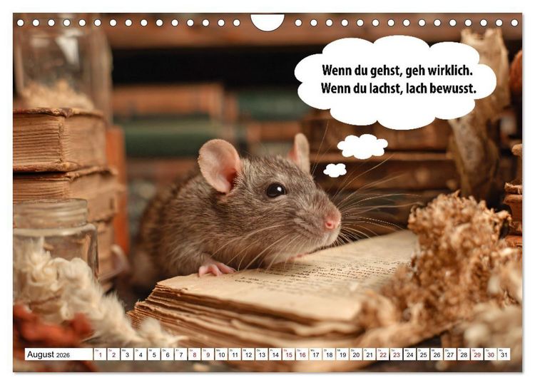 Produktbild: Stille Pfoten, weise Worte - Tiere zeigen dir den Weg zu mehr Gelassenheit (Wandkalender 2026 DIN A4 quer), CALVENDO Monatskalender