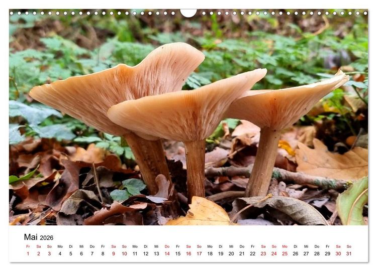 Produktbild: Pilze - Geheimnisvolle Herrscher der W&auml;lder (Wandkalender 2026 DIN A3 quer), CALVENDO Monatskalender