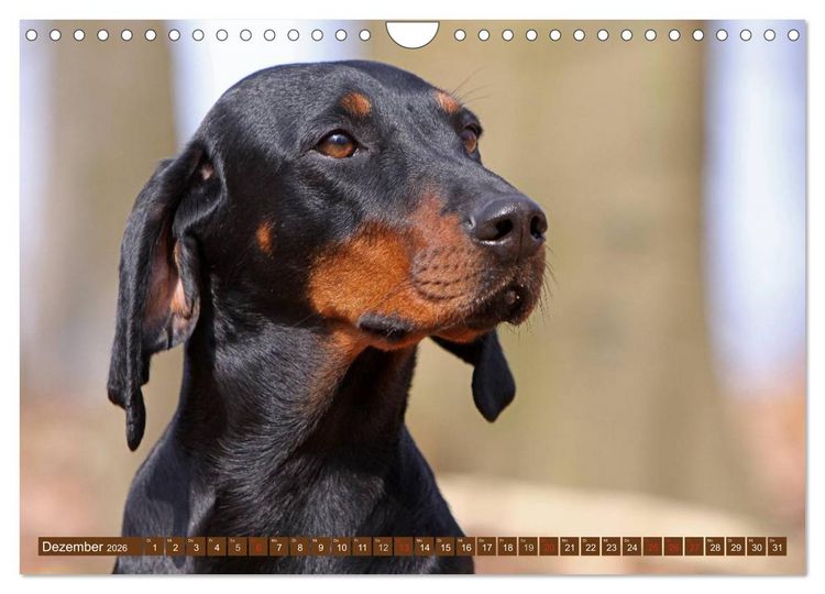Produktbild: Brandlbracken (Wandkalender 2026 DIN A4 quer), CALVENDO Monatskalender