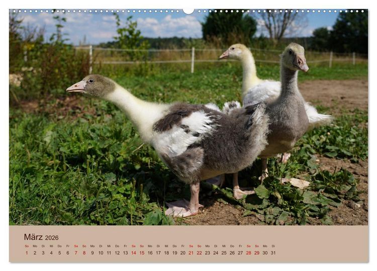 Produktbild: Bauernhoftiere - Von Klein bis Gro&szlig;, mit Fell und mit Federn. (hochwertiger Premium Wandkalender 2026 DIN A2 quer), Kunstdruck in Hochglanz