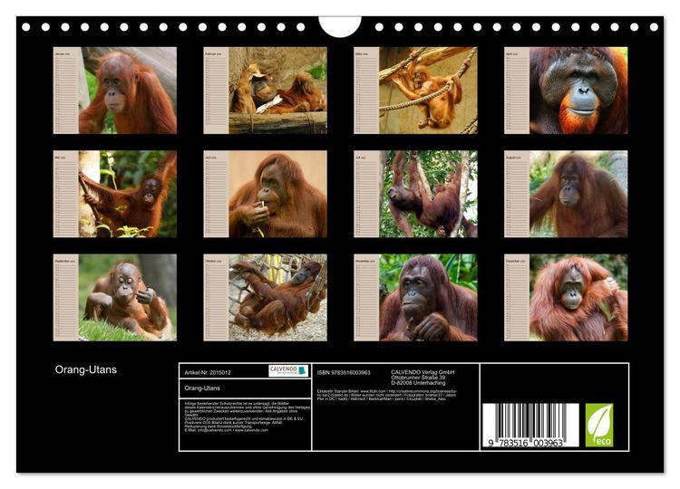 Produktbild: Orang-Utans (Wandkalender 2026 DIN A4 quer), CALVENDO Monatskalender