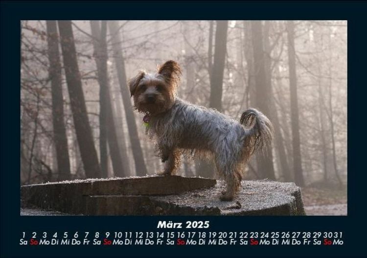 Produktbild: Hunde 2025 Fotokalender DIN A5