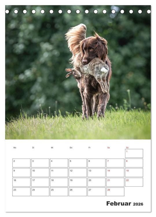 Produktbild: Geboren um zu Jagen. Der kleine M&uuml;nsterl&auml;nder (Tischkalender 2026 DIN A5 hoch), CALVENDO Monatskalender