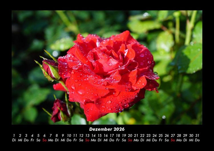 Produktbild: Blumenzauber 2026 Fotokalender DIN A3