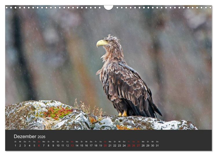 Produktbild: V&ouml;gel im Norden Europas (Wandkalender 2026 DIN A3 quer), CALVENDO Monatskalender