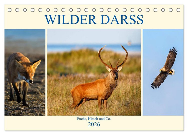 Produktbild: Wilder Dar&szlig; - Fuchs, Hirsch und Co. 2026 (Tischkalender 2026 DIN A5 quer), CALVENDO Monatskalender