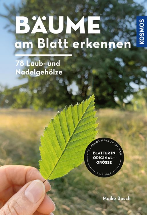 Produktbild: B&auml;ume am Blatt erkennen - 78 Laub- und Nadelgeh&ouml;lze. Bl&auml;tter in Originalgr&ouml;&szlig;e