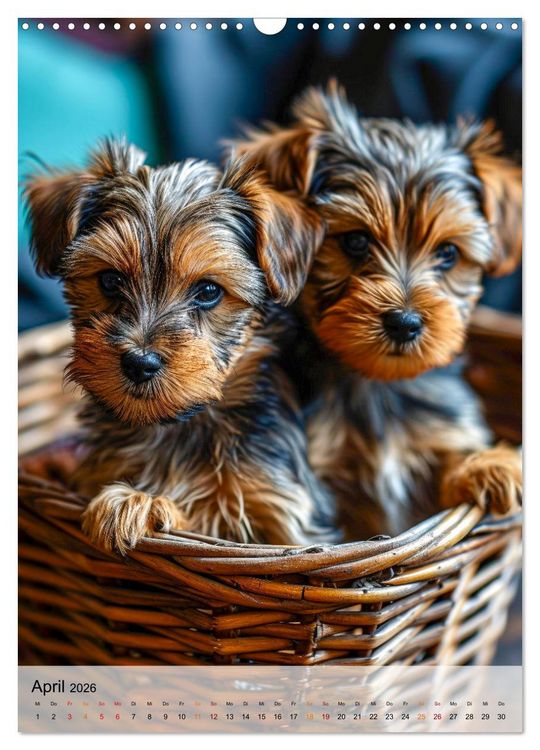 Produktbild: Yorkshire Terrier - ein Hund mit starkem Charakter (Wandkalender 2026 DIN A3 hoch), CALVENDO Monatskalender
