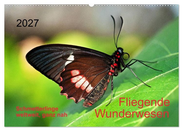 Produktbild: Fliegende Wunderwesen. Schmetterlinge weltweit, ganz nah (Wandkalender 2027 DIN A2 quer), CALVENDO Monatskalender