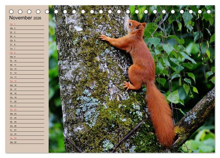Produktbild: Eichh&ouml;rnchen. Wo sind blo&szlig; die N&uuml;sse? (Tischkalender 2026 DIN A5 quer), CALVENDO Monatskalender
