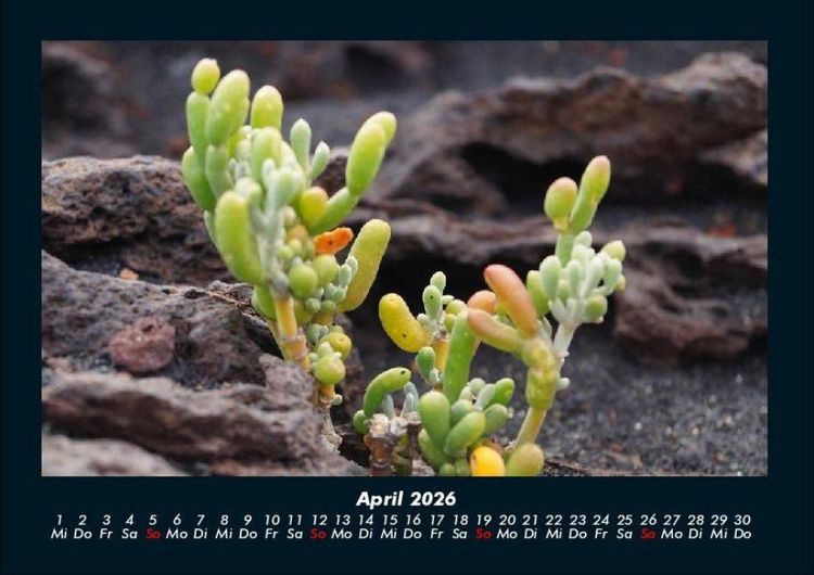 Produktbild: Blumentr&auml;ume 2026 Fotokalender DIN A4