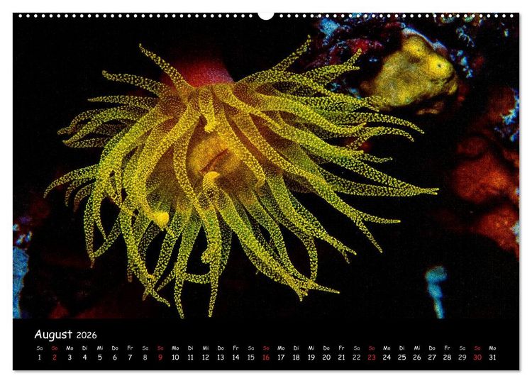 Produktbild: Die Welt unter Wasser (hochwertiger Premium Wandkalender 2026 DIN A2 quer), Kunstdruck in Hochglanz
