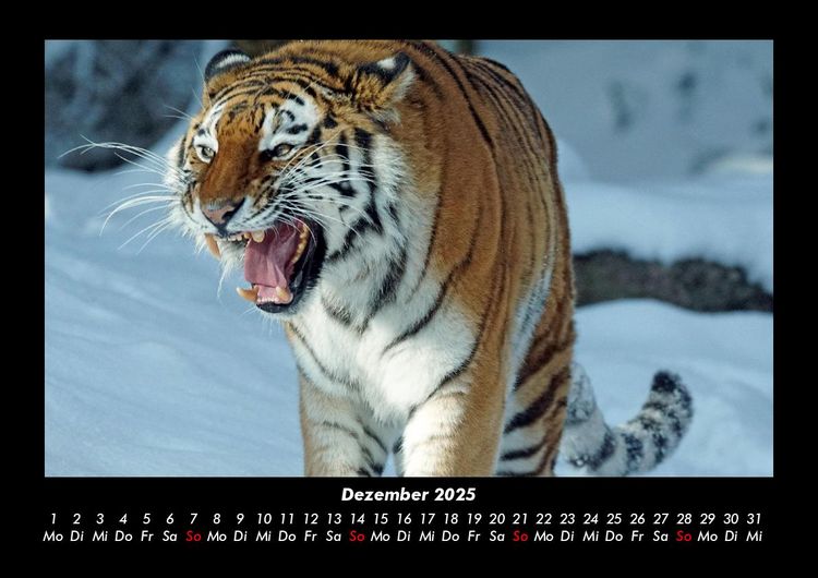 Produktbild: Tiger 2025 Fotokalender DIN A3