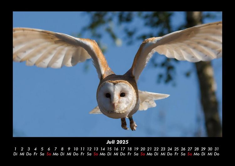 Produktbild: Welt der V&ouml;gel 2025 Fotokalender DIN A3