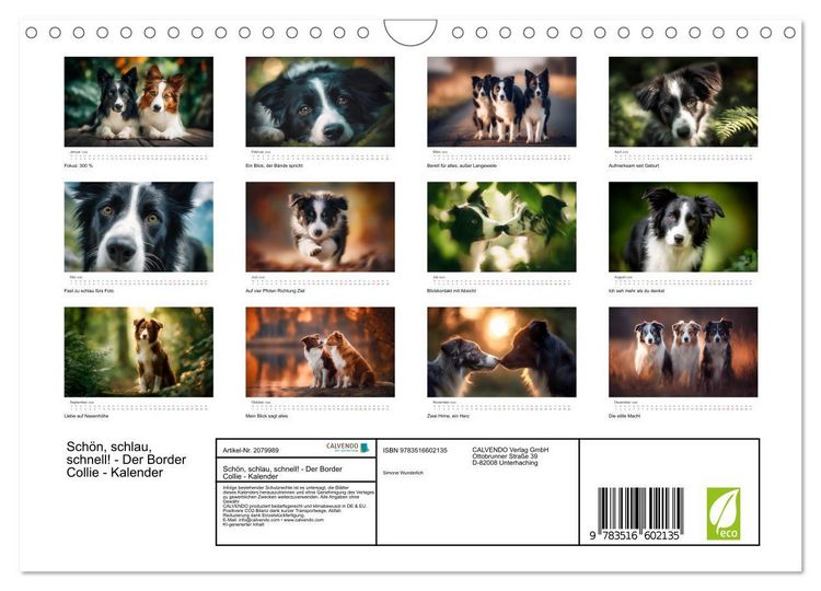 Produktbild: Sch&ouml;n, schlau, schnell! - Der Border Collie - Kalender (Wandkalender 2026 DIN A4 quer), CALVENDO Monatskalender