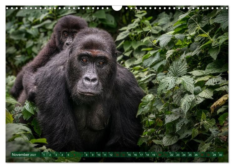 Produktbild: KONGO - das dunkle Herz Afrikas (Wandkalender 2027 DIN A3 quer), CALVENDO Monatskalender